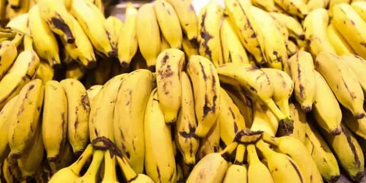 Novo tipo de banana traz cachos acima de 30 quilos, com a fruta capaz de sobreviver às 3 maiores doenças da bananicultura