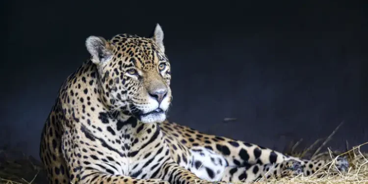 Onça-pintada está com os dias contados na Mata Atlântica pela falta de presas