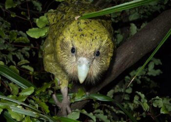 Cientistas descobrem jeito de salvar papagaio mais gordo do mundo da extinção