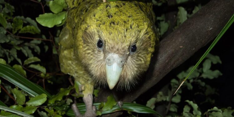 Cientistas descobrem jeito de salvar papagaio mais gordo do mundo da extinção