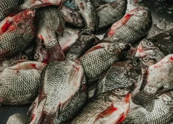 Cultivo de tilápia foi proibido pelo IBAMA no Brasil? Confirmado