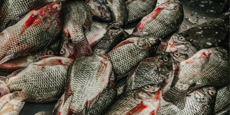 Cultivo de tilápia foi proibido pelo IBAMA no Brasil? Confirmado