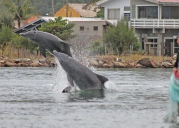 Capital Nacional do Camarão fica em SC e encanta com ajuda de botos na pesca