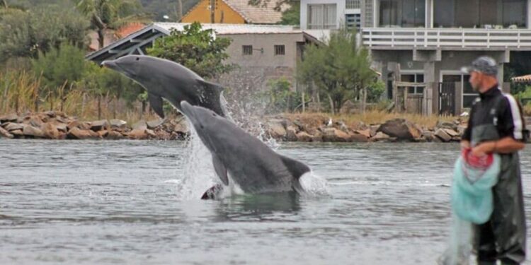 Capital Nacional do Camarão fica em SC e encanta com ajuda de botos na pesca