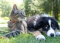 Tutores de cães e gatos estão livres de pagar esta conta após medida do Governo