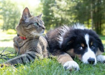 Tutores de cães e gatos estão livres de pagar esta conta após medida do Governo