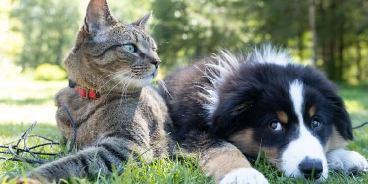Tutores de cães e gatos estão livres de pagar esta conta após medida do Governo