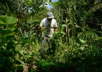 Agricultores de todo o Brasil são alertados sobre nova praga que está se espalhando