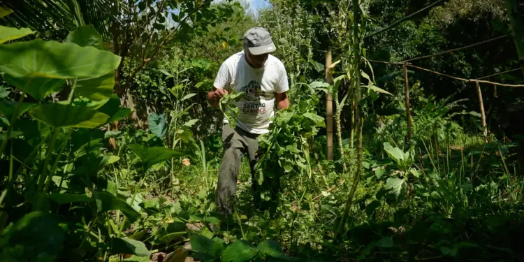 Agricultores de todo o Brasil são alertados sobre nova praga que está se espalhando