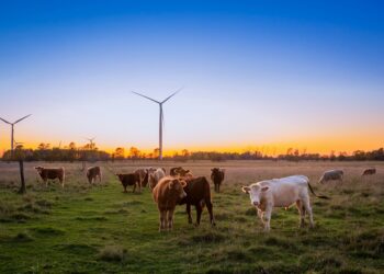 Famoso apresentador ganha mais dinheiro fora da TV com 19 fazendas e 50 mil cabeças de gado