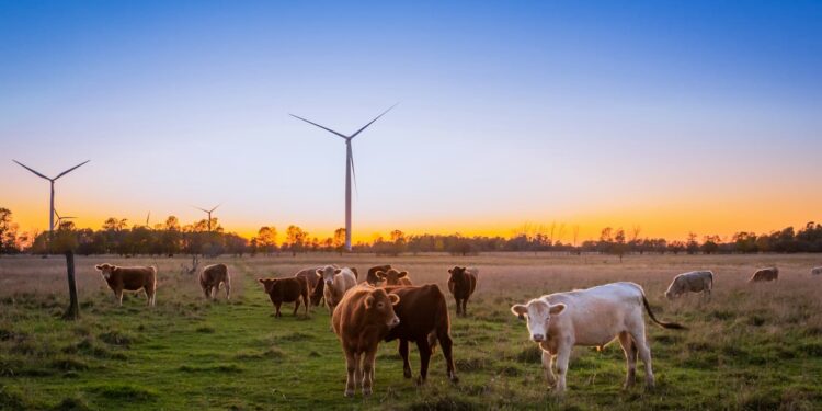 Famoso apresentador ganha mais dinheiro fora da TV com 19 fazendas e 50 mil cabeças de gado