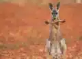 Pesquisadores encontram cangurus pré-históricos capazes de saltar mesmo possuindo 250 kg