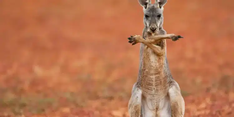 Pesquisadores encontram cangurus pré-históricos capazes de saltar mesmo possuindo 250 kg