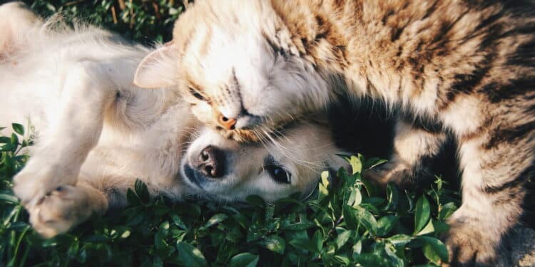 Tutores de cães e gatos estão livres de pagar esta conta após medida do Governo