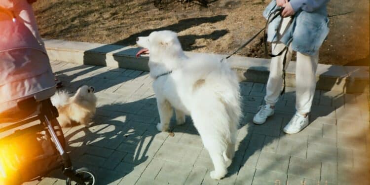 Família oferece R$ 400 mil por ano e casa grátis a quem for escolhido para cuidar do seu pet