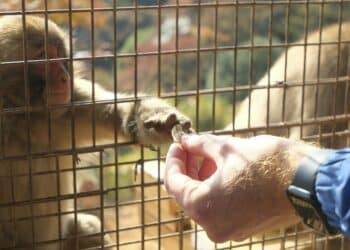 Animais que turistas costumam dar comida passam a comer terra para resolver problemas intestinais
