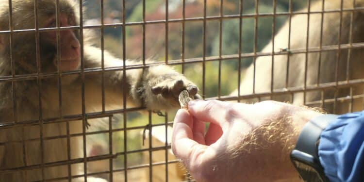 Animais que turistas costumam dar comida passam a comer terra para resolver problemas intestinais