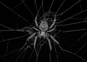 Aranha está sendo usada para transportar pessoas