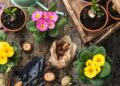 5 plantas de jardim que melhoram sua saúde
