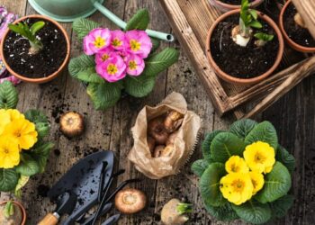 5 plantas de jardim que melhoram sua saúde