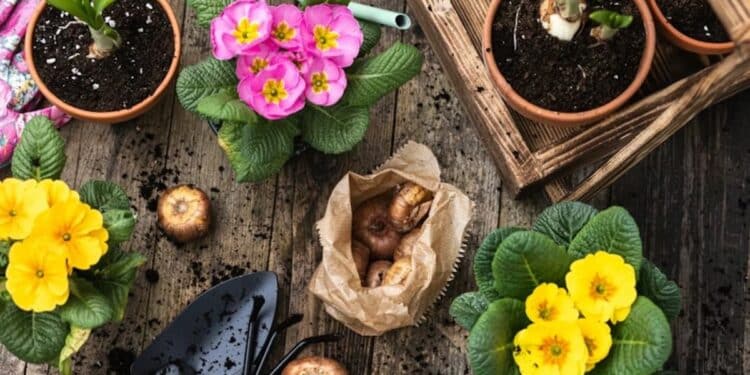 5 plantas de jardim que melhoram sua saúde