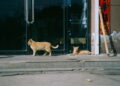 Cidade com mais pessoas vivendo sozinhas no Brasil enfrenta superpopulação de gatos de rua