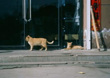 Cidade com mais pessoas vivendo sozinhas no Brasil enfrenta superpopulação de gatos de rua