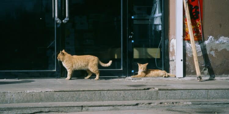 Cidade com mais pessoas vivendo sozinhas no Brasil enfrenta superpopulação de gatos de rua