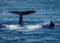 Cientistas descobrem animal marinho que ‘imita’ humanos para se comunicar