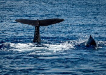 Cientistas descobrem animal marinho que ‘imita’ humanos para se comunicar
