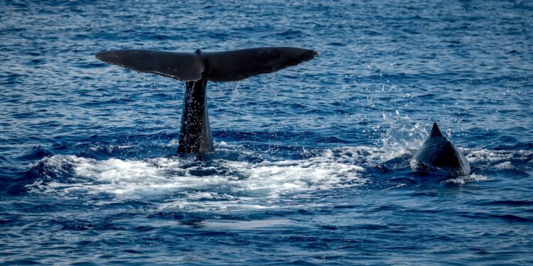 Cientistas descobrem animal marinho que ‘imita’ humanos para se comunicar