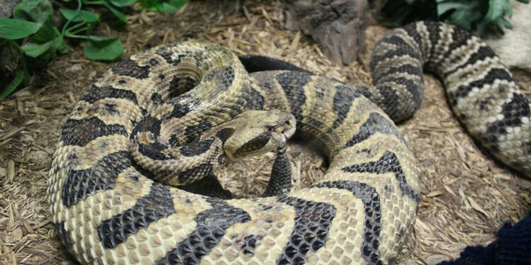 Segundo local com mais cobras peçonhentas do mundo fica no Brasil e possui apenas duas espécies