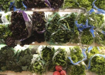 7 melhores verduras para plantar no outono