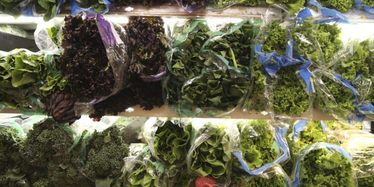 7 melhores verduras para plantar no outono