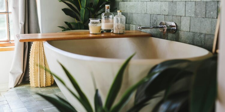 Planta que muitos colocam no banheiro é contraindicada por atrair traças e mais umidade