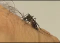 Vítimas do Zika vírus estão recebendo indenização do governo: saiba quem têm direito