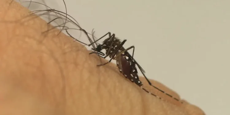 Vítimas do Zika vírus estão recebendo indenização do governo: saiba quem têm direito