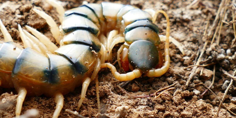 O que significa ver centopeias ao redor de casa e por que isso é um bom sinal