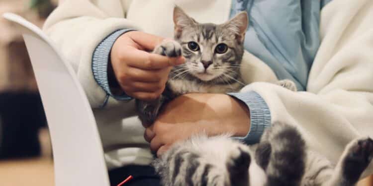 Despesas com pet no veterinário podem ser deduzidas na declaração do IR?
